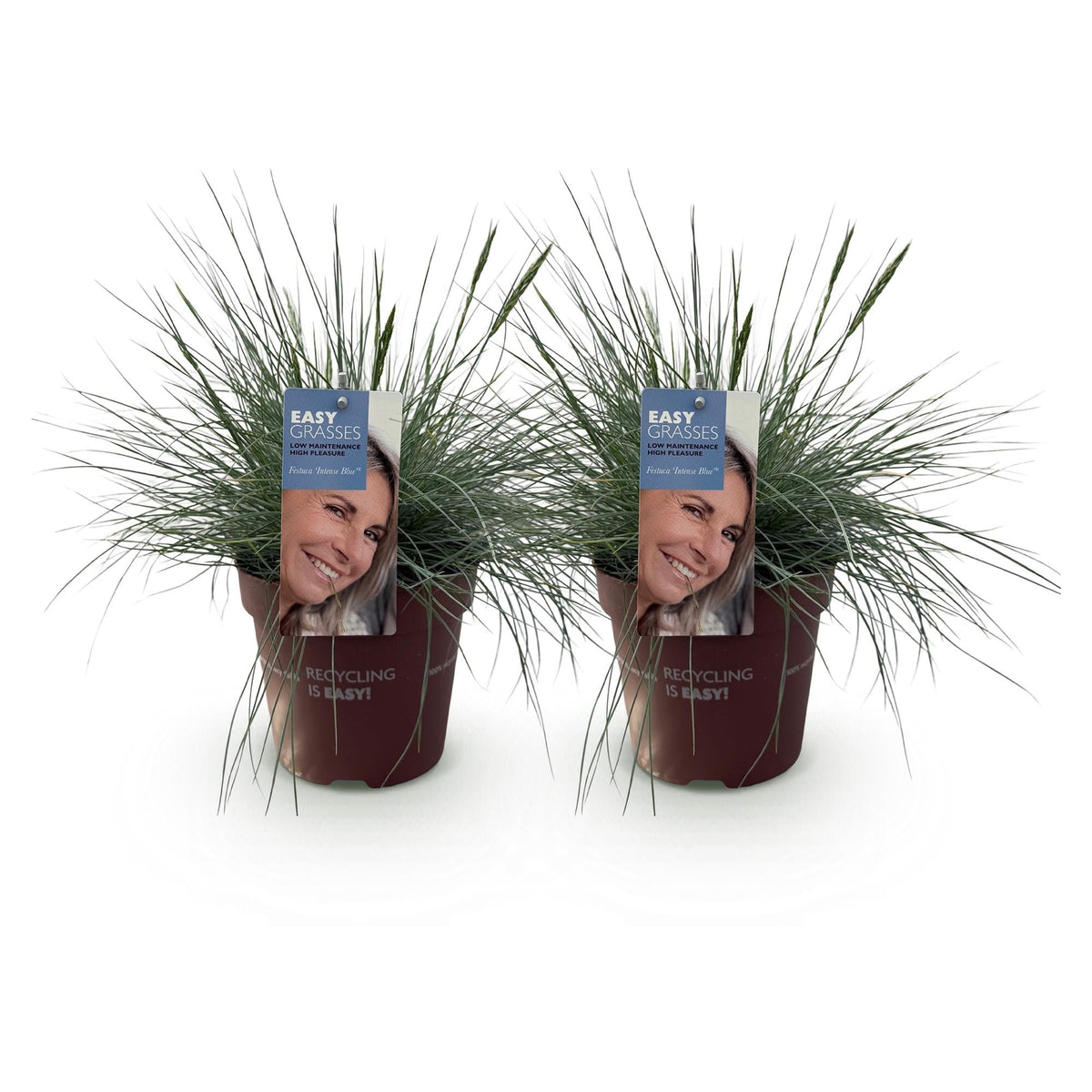 Blauschwingel Festuca glauca Intense Blue – 2 Pflanzen Ø17cm – Immergrün – Pflegeleicht – Blaugrüne Ziergras-Höhe ca. 50cm 