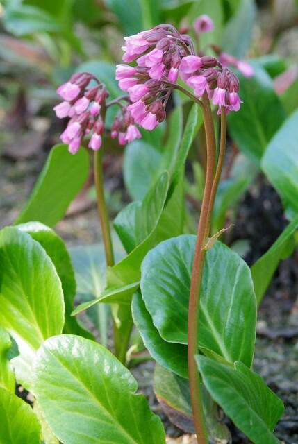 Bergenie – Bergenia cordifolia 'Herbstblüte' – ↕10-25cm – Ø9cm – 6 Pflanzen – immergrün & winterhart 