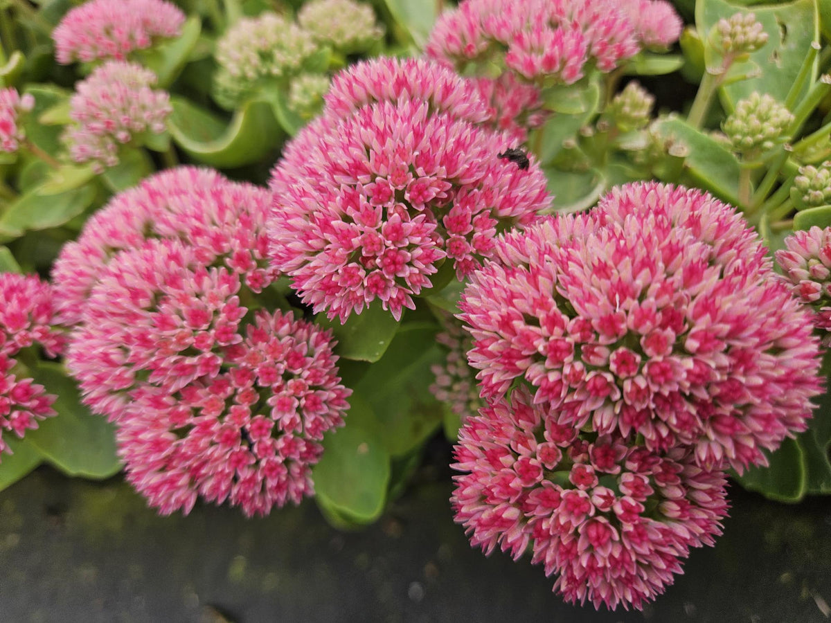 Hohes-Fettblatt Sedum 'Herbstfreude' – ↕10-25cm – Ø9cm – 6 Pflanzen – Winterhart – Trockenheitstolerant – Bienenfreundlich – Spätsommerblüte 