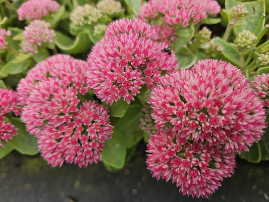 Hohes-Fettblatt Sedum 'Herbstfreude' – ↕10-25cm – Ø9cm – 6 Pflanzen – Winterhart – Trockenheitstolerant – Bienenfreundlich – Spätsommerblüte 