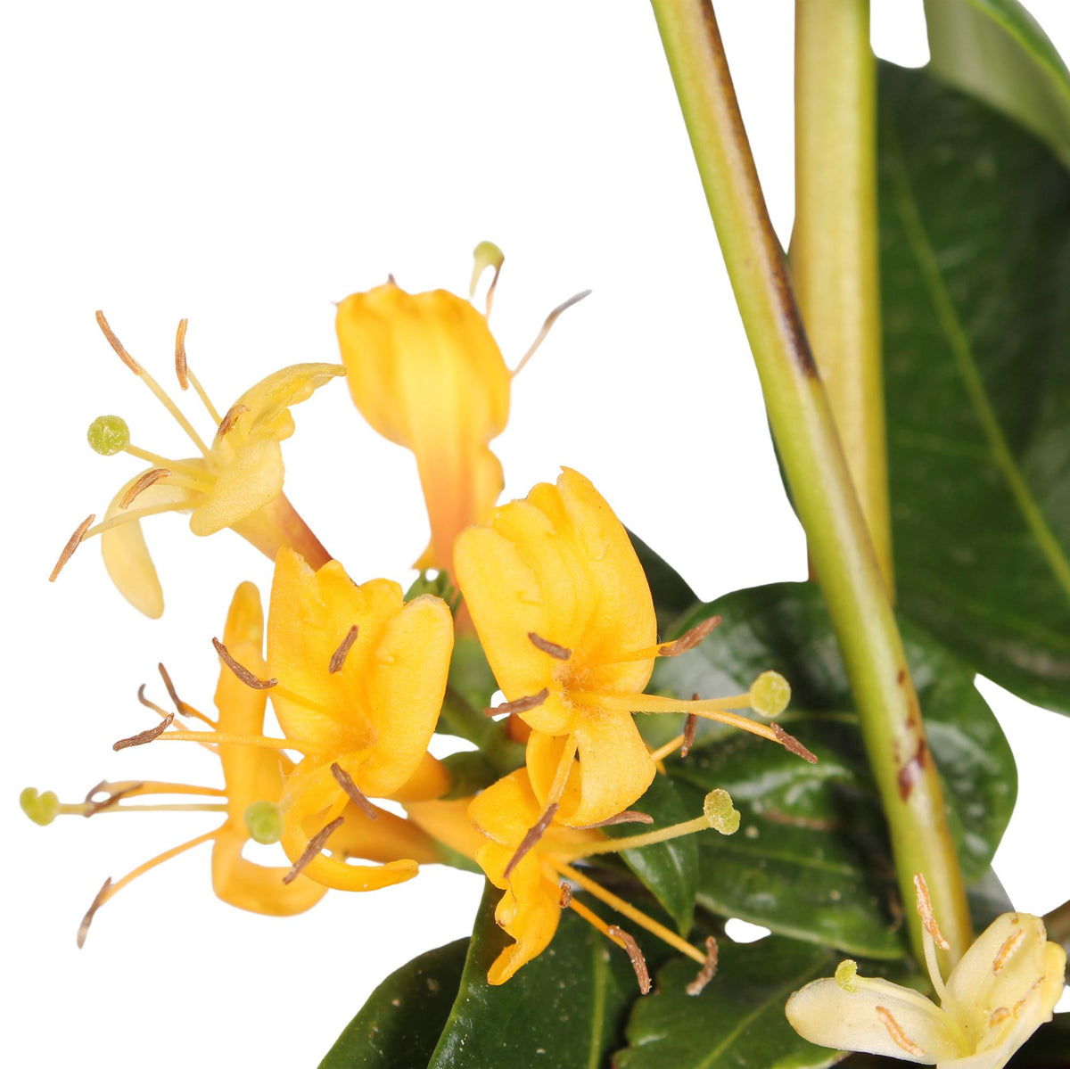 Geißblatt Lonicera henryi 'Copper Beauty' – Kletterpflanze – Ø15cm – ↨65cm – 3 Pflanzen– Immergrün, duftend, pflegeleicht 