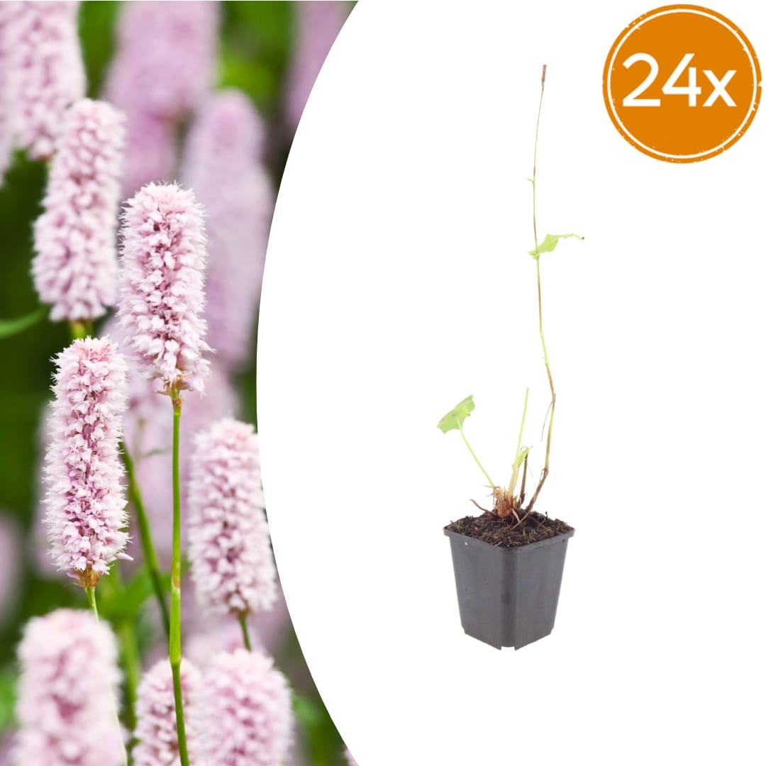 Persicaria bistorta Sommerblühende Staude für Feuchtbeet Ø9cm 24 Stück