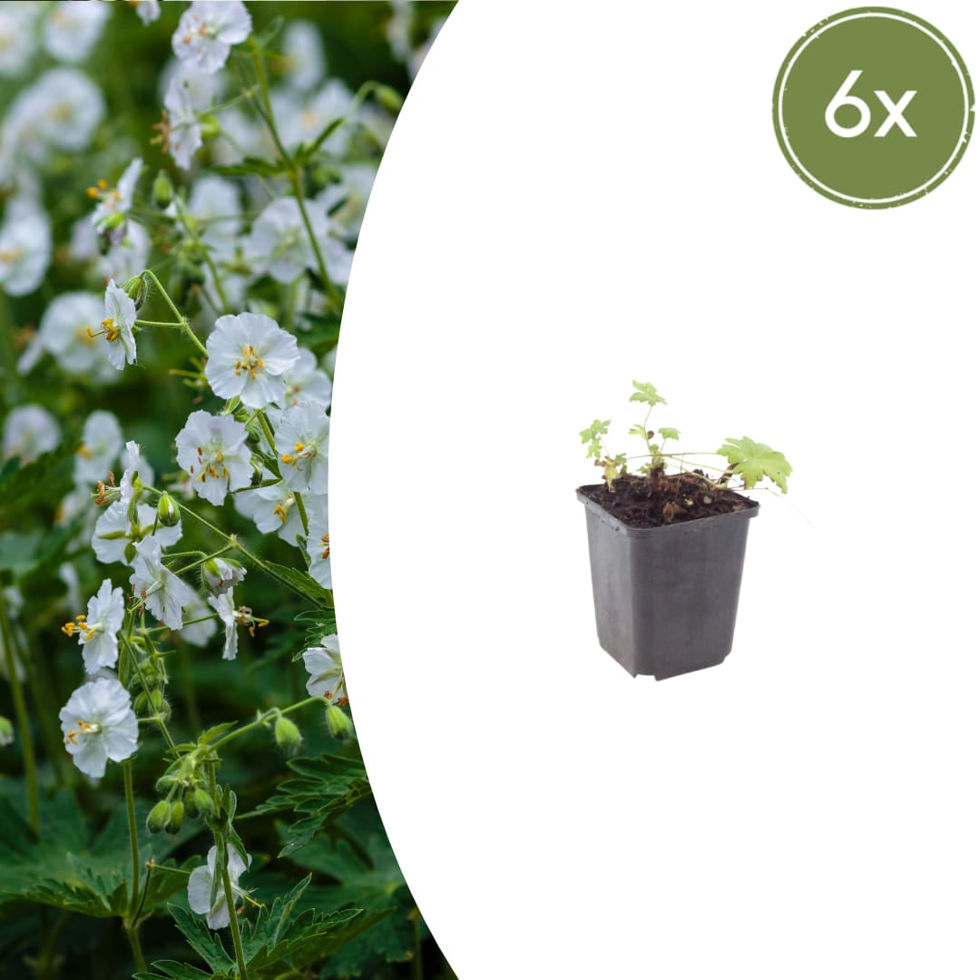 Geranium macrorrhizum White Ness Ø9cm 6 Stück
