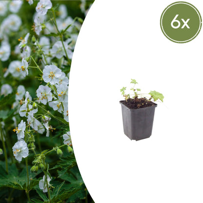 Geranium macrorrhizum White Ness Ø9cm 6 Stück
