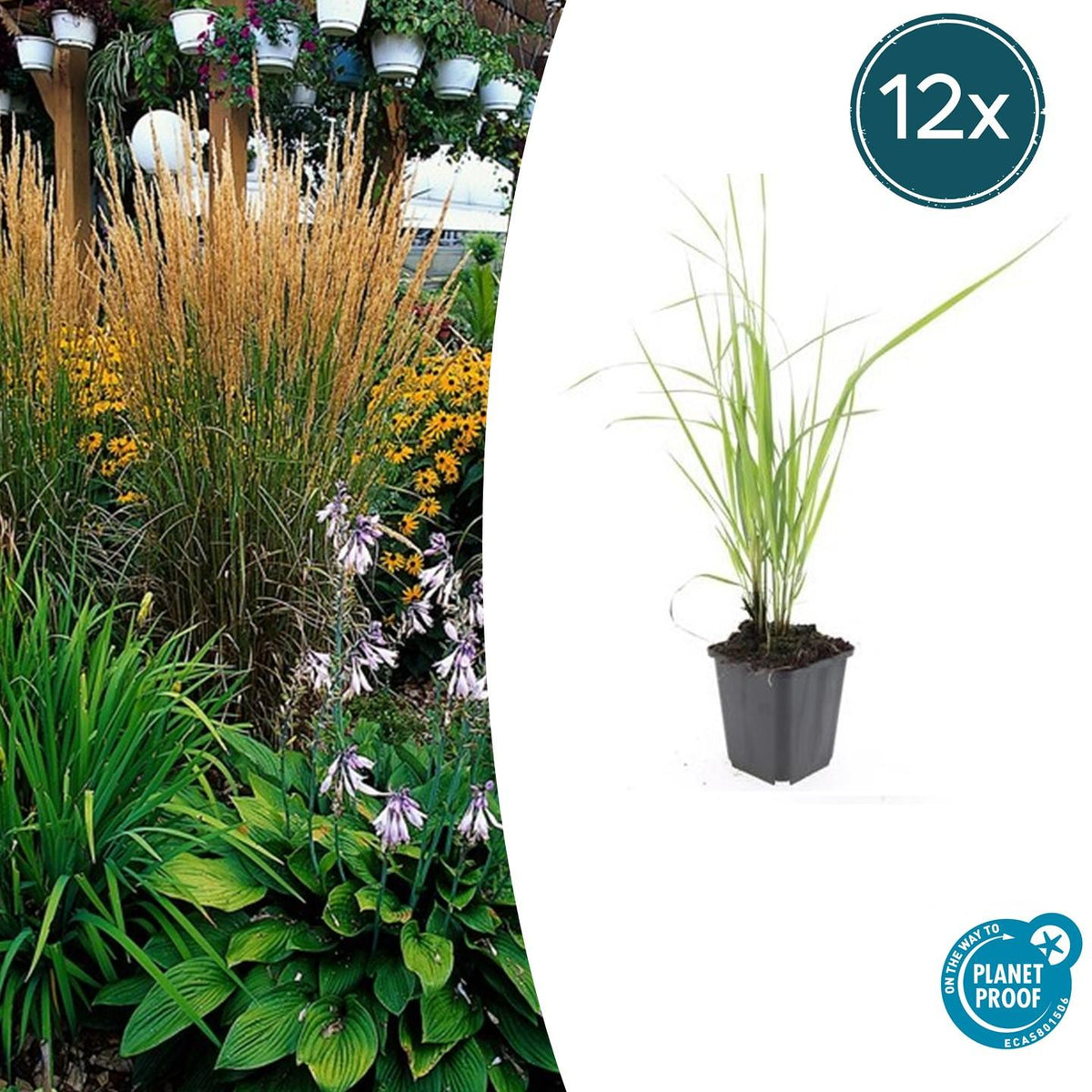 Sandrohr – Calamagrostis acutiflora 'Karl Foerster' – ↕10-25cm – Ø9cm – 12 Pflanzen – Winterhartes Ziergras mit eleganten Blütenrispen 