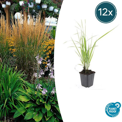 Sandrohr – Calamagrostis acutiflora 'Karl Foerster' – ↕10-25cm – Ø9cm – 12 Pflanzen – Winterhartes Ziergras mit eleganten Blütenrispen 