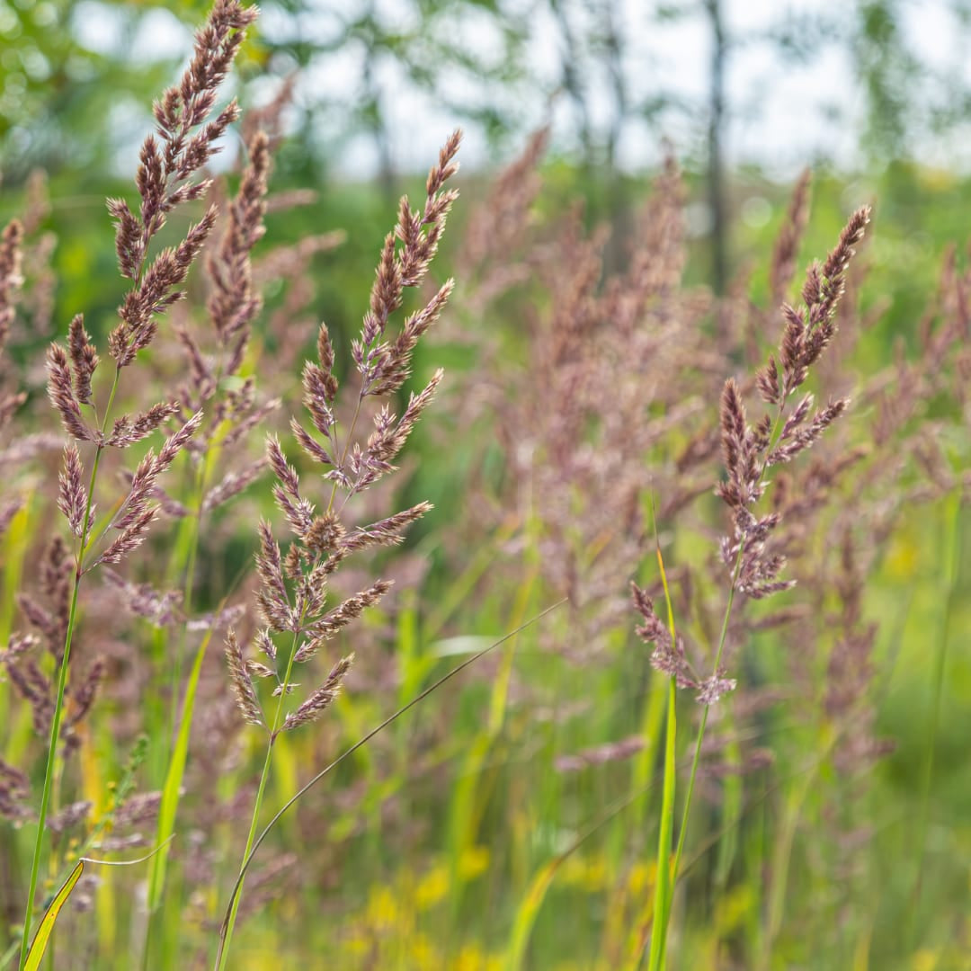 Calamagrostis brachytricha Ø9cm 6 Stück