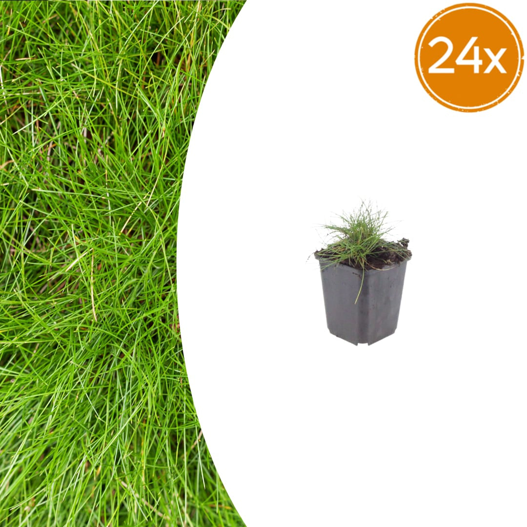 Festuca gautieri Zierschwingel Ø9cm 24 Stück