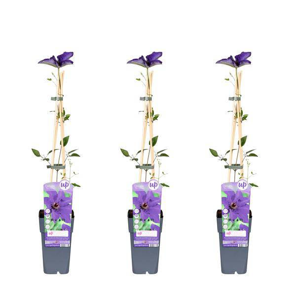 Waldrebe – Clematis 'The President' – 3 Pflanzen– Ø15cm – ↨65cm – Kletterpflanze mit violetten Blüten für Garten & Pergola 