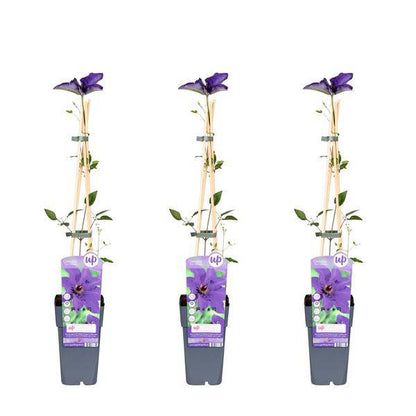 Waldrebe – Clematis 'The President' – 3 Pflanzen– Ø15cm – ↨65cm – Kletterpflanze mit violetten Blüten für Garten & Pergola 