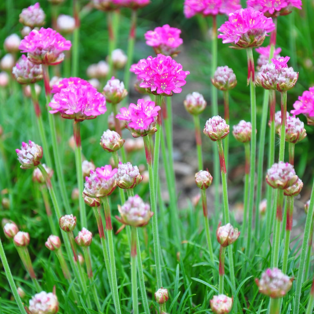 Grasnelke Armeria maritima ‘Splendens’ – 6 Pflanzen – 10-25cm – Ø9cm – Winterharte Staude mit rosa Blüten – Ideal für Steingarten, Beet & sonnige Bordüren - Oasis of Life