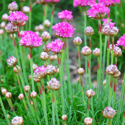Grasnelke Armeria maritima ‘Splendens’ – 6 Pflanzen – 10-25cm – Ø9cm – Winterharte Staude mit rosa Blüten – Ideal für Steingarten, Beet & sonnige Bordüren - Oasis of Life