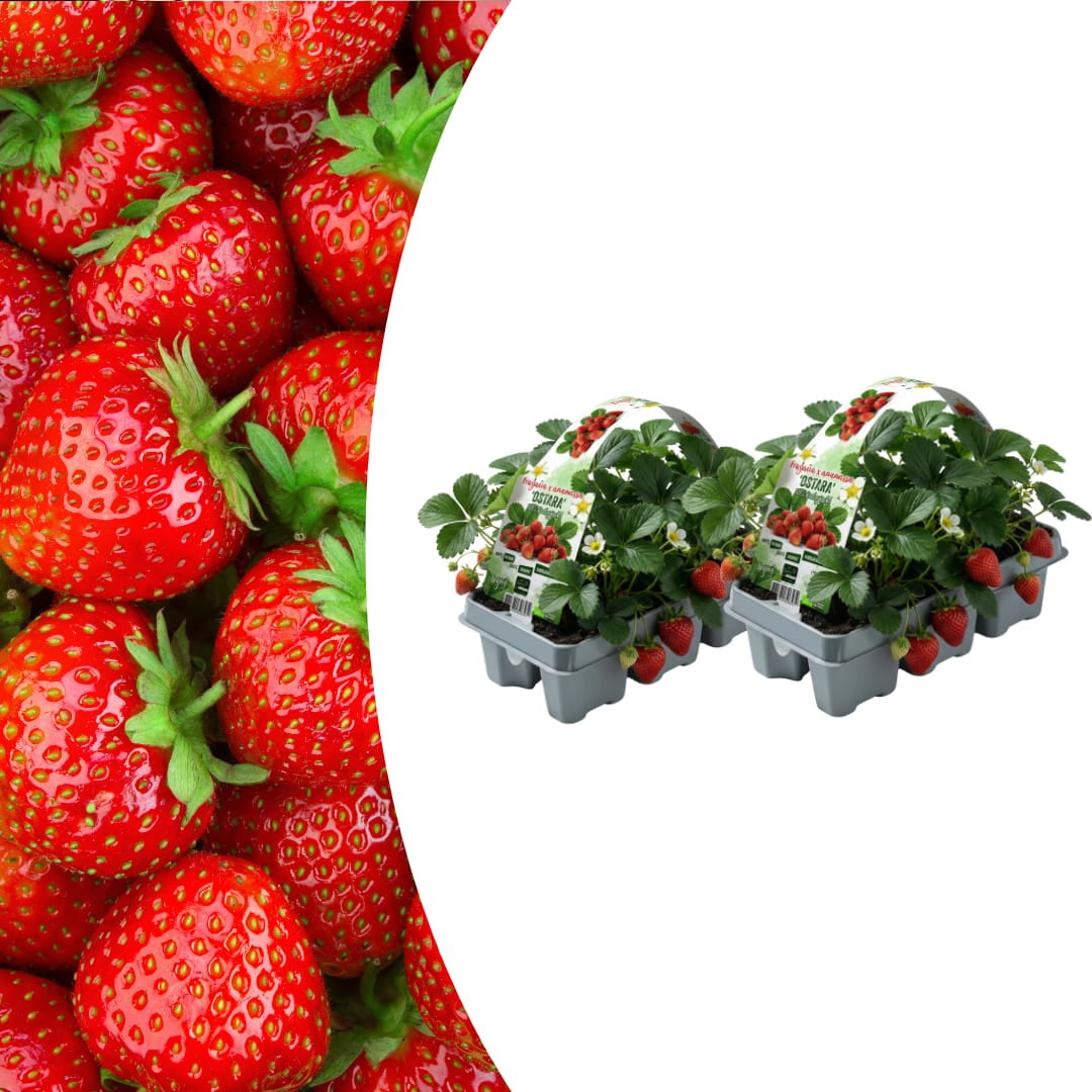 Erdbeeren, 6er-Pack (Fragaria), 100 % biologisch 