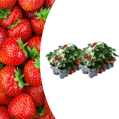 Erdbeeren, 6er-Pack (Fragaria), 100 % biologisch 
