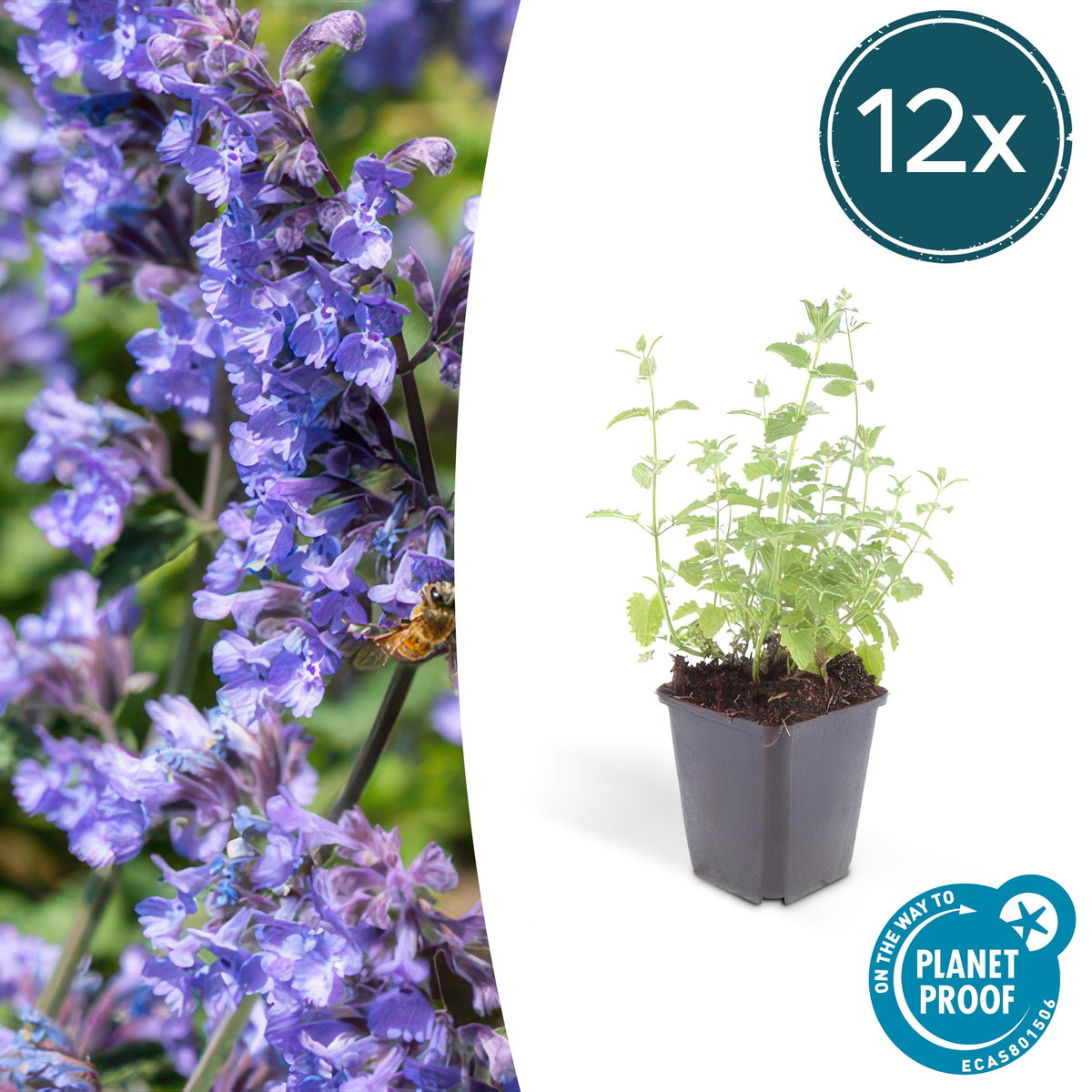 Katzenminze Nepeta 'Six Hills Giant' – ↕10-25cm – Ø9cm – 12 Pflanzen – Lila-blühende Staude – Sonniger Standort – Pflegeleicht & trockenheitsresistent 