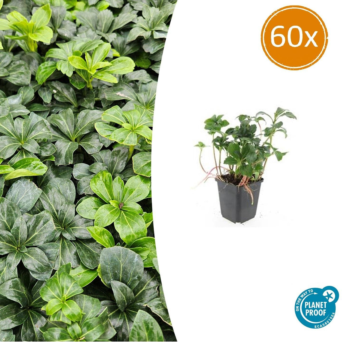 Schattengrün Pachysandra terminalis 'Green Sheen' – ↕10-25cm – Ø9cm – 60 Pflanzen – Immergrün – Winterhart – Bodendecker – Pflegeleicht – Schattiger Standort 