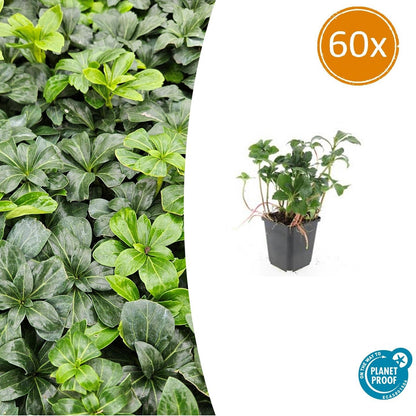 Schattengrün Pachysandra terminalis 'Green Sheen' – ↕10-25cm – Ø9cm – 60 Pflanzen – Immergrün – Winterhart – Bodendecker – Pflegeleicht – Schattiger Standort 