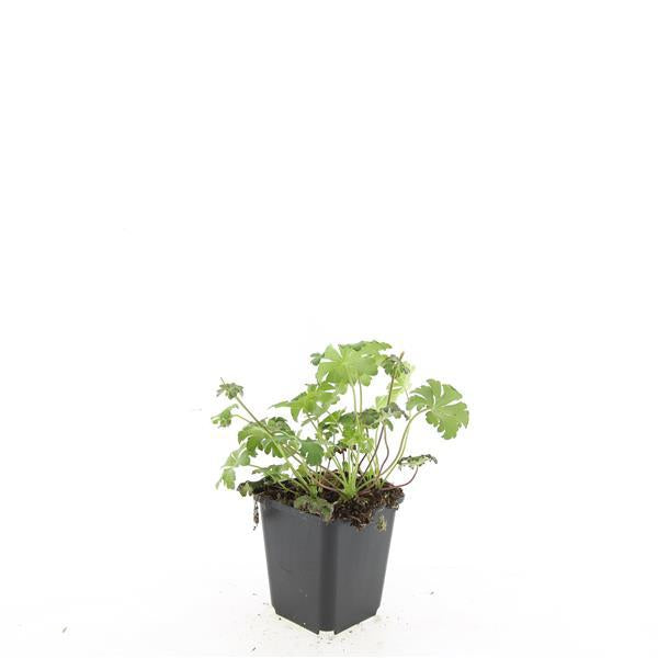 Geranium sanguineum 'Album' – 24 Pflanzen– ↕10-25cm – Ø9cm – Weiße Blüten – Winterharte Staude – Bodendecker – Pflegeleicht – Sonne & Halbschatten 