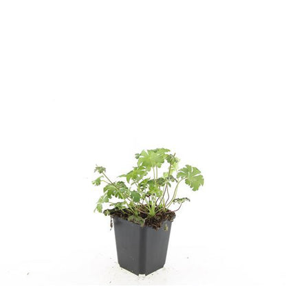 Geranium sanguineum 'Album' – 24 Pflanzen– ↕10-25cm – Ø9cm – Weiße Blüten – Winterharte Staude – Bodendecker – Pflegeleicht – Sonne & Halbschatten 