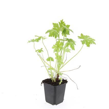 Geranium macrorrhizum – Bodendecker – 24 Pflanzen – Ø9cm – ↕10–25cm – Duftend & winterhart – Schnell wachsend – Für Schatten & Sonne 