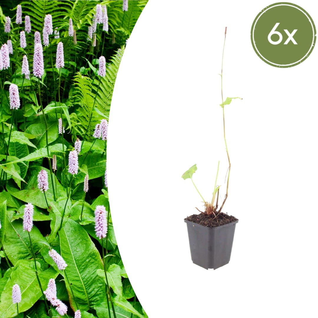 Persicaria amplexicaulis Alba Winterharte Staude Ø9cm 6 Stück