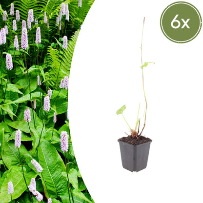 Persicaria amplexicaulis Alba Winterharte Staude Ø9cm 6 Stück