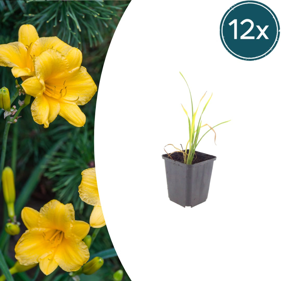Hemerocallis Stella de Oro Dauerblühende Staude Ø9cm 12 Stück