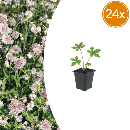 Sterndolde Astrantia major – 24 Pflanzen – Sommerblühende Staude – 10-25cm – Ø9cm – Bienenfreundlich – Für Beet & Cottage-Garten - Oasis of Life