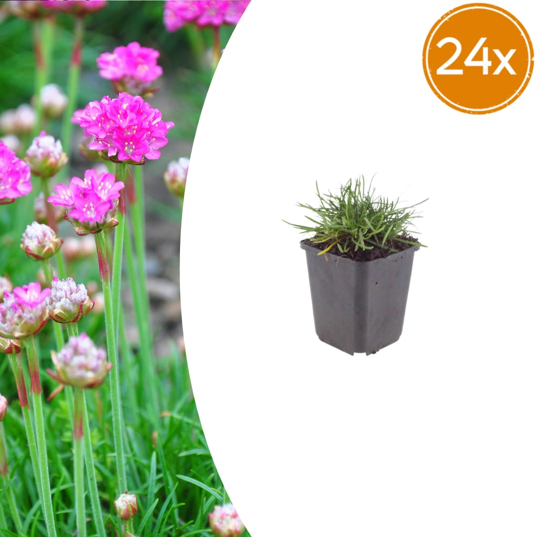 Grasnelke Armeria maritima ‘Splendens’ – 24 Pflanzen – 10-25cm – Ø9cm – Winterharte Staude mit rosa Blüten – Ideal für Steingarten, sonnige Beete & Bordüren - Oasis of Life