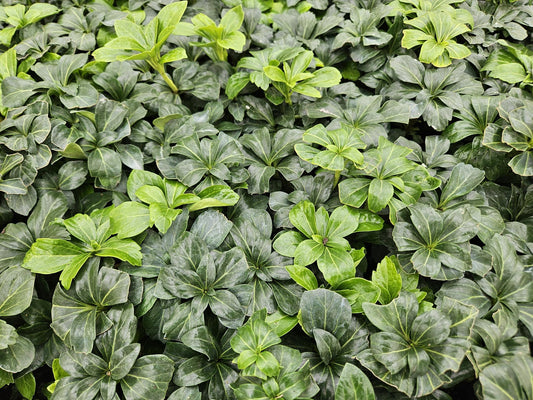 Schattengrün Pachysandra terminalis 'Green Sheen' – ↕10-25cm – Ø9cm – 6 Pflanzen – Immergrüner Bodendecker – Pflegeleicht & Winterhart 