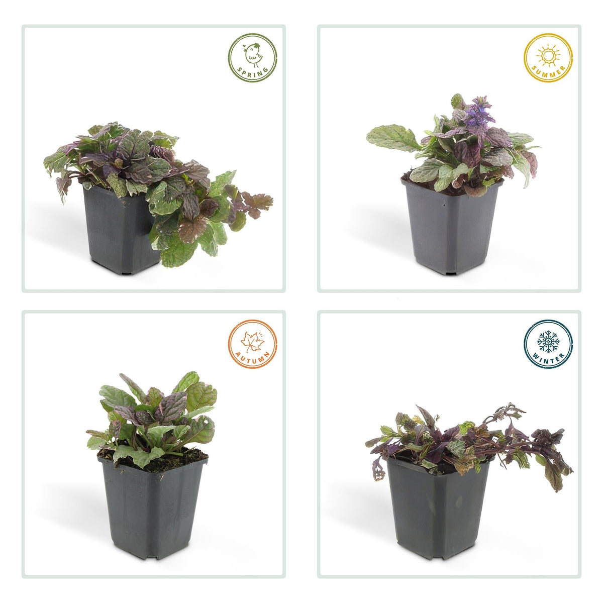Kriechender Günsel Ajuga reptans 'Burgundy Glow' – ↕10-25cm – Ø9cm – 6 Pflanzen – Bodendecker – Halbschatten & Schatten – Pflegeleicht 