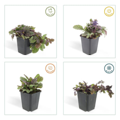 Kriechender Günsel Ajuga reptans 'Burgundy Glow' – ↕10-25cm – Ø9cm – 6 Pflanzen – Bodendecker – Halbschatten & Schatten – Pflegeleicht 