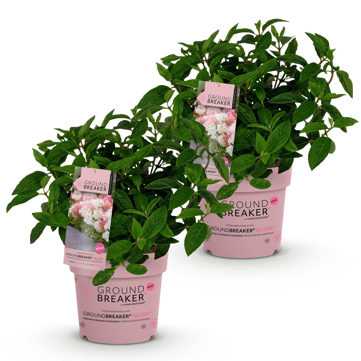 Green boutiQ - Gartenpflanze - Hydrangea panniculata Groundbreaker Blush - Pluimhortensia - Winterhart - Rosa - 2 Pflanzen - Topf 14cm - Höhe 20-25cm 