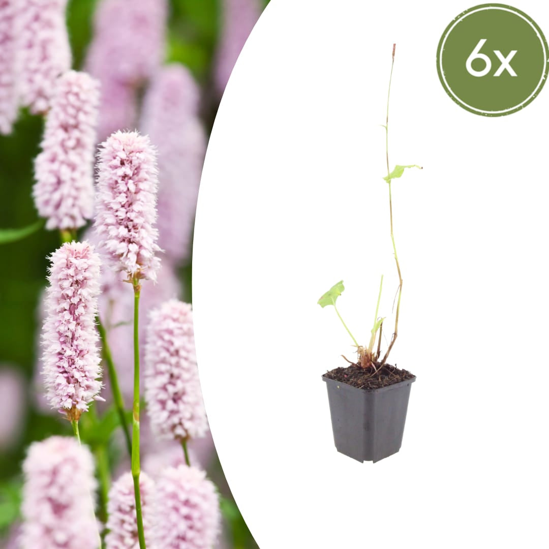 Persicaria bistorta Rosa blühende Staude Ø9cm 6 Stück