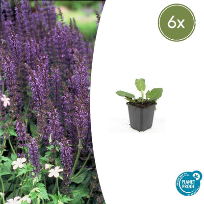 Blüten-Salbei Salvia nem. 'Mainacht' – ↕10-25cm – Ø9cm – 6 Pflanzen – Bienenfreundlich – Blau blühend – Sonniger Standort – Pflegeleicht 