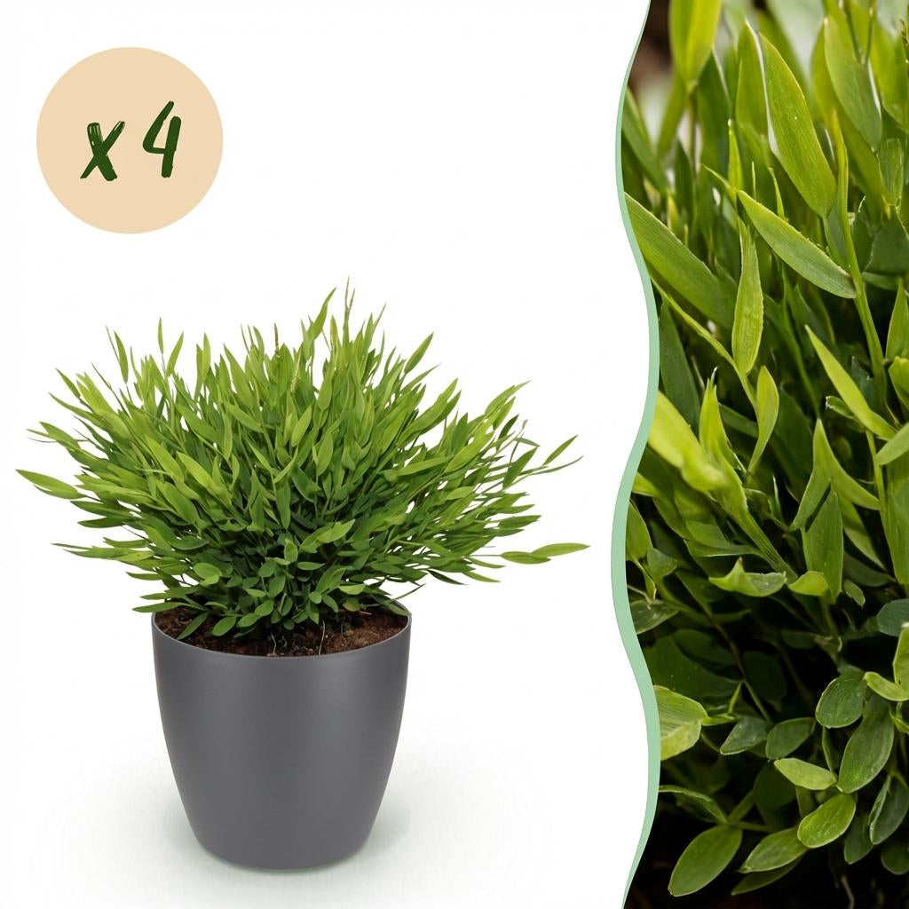 Green boutiQ - Zimmerpflanze - Bamusa Pogonatherum Monica - Bambusgras - Haustierfreundliche Pflanze - Grün - 4 Pflanzen - mit Potter Grau - Topf 12cm - Höhe 20cm 