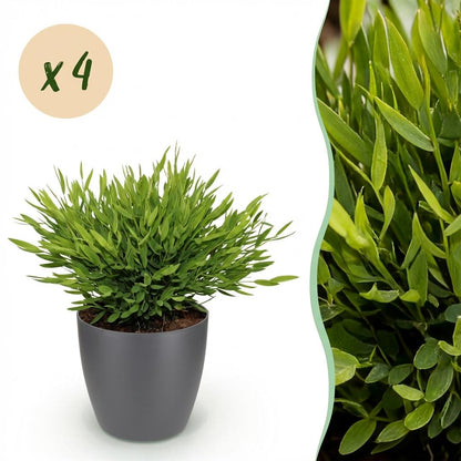 Green boutiQ - Zimmerpflanze - Bamusa Pogonatherum Monica - Bambusgras - Haustierfreundliche Pflanze - Grün - 4 Pflanzen - mit Potter Grau - Topf 12cm - Höhe 20cm 