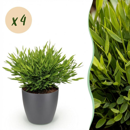 Green boutiQ - Zimmerpflanze - Bamusa Pogonatherum Monica - Bambusgras - Haustierfreundliche Pflanze - Grün - 4 Pflanzen - mit Potter Grau - Topf 12cm - Höhe 20cm 