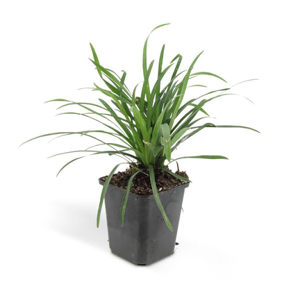Liriope muscari 'Big Blue' – 24 Pflanzen – Immergrüner Bodendecker – 9cm – ↕10–25cm – Mit violetten Blütenrispen – Pflegeleicht & winterhart – Für Halbschatten & Beete 