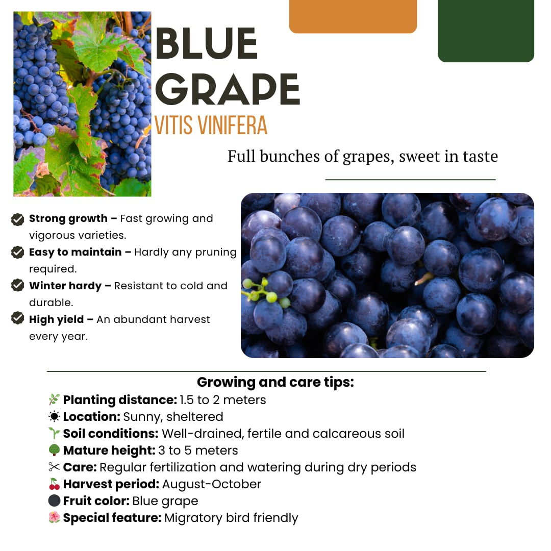 Bio Weintraube Vitis vinifera – Biologische Weinpflanzen – Ø13cm – ↨20cm – 3 Pflanzen – Frostbeständig & Vieltragend – Für Garten, Terrasse & Balkon 