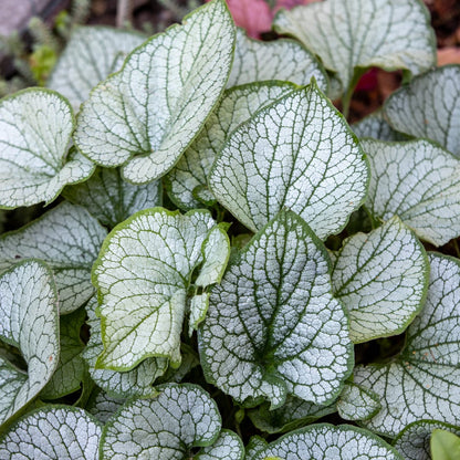 Brunnera macrophylla Jack Frost – 12 Pflanzen Kaukasusvergissmeinnicht – 10-25cm – Ø9cm – Winterharte Schattenstaude mit silbernem Zierlaub – Gartenpflanze im Topf - Oasis of Life
