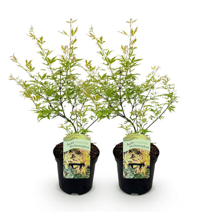 Japanischer Ahorn – Acer palmatum 'Methamorphosa' – 2 Pflanzen – ca. 70 cm hoch – Topf Ø19 cm – grünes Laub mit Farbwechsel – Balkon- & Gartenpflanze 