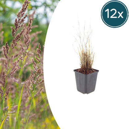 Calamagrostis brachytricha Ø9cm 12 Stück