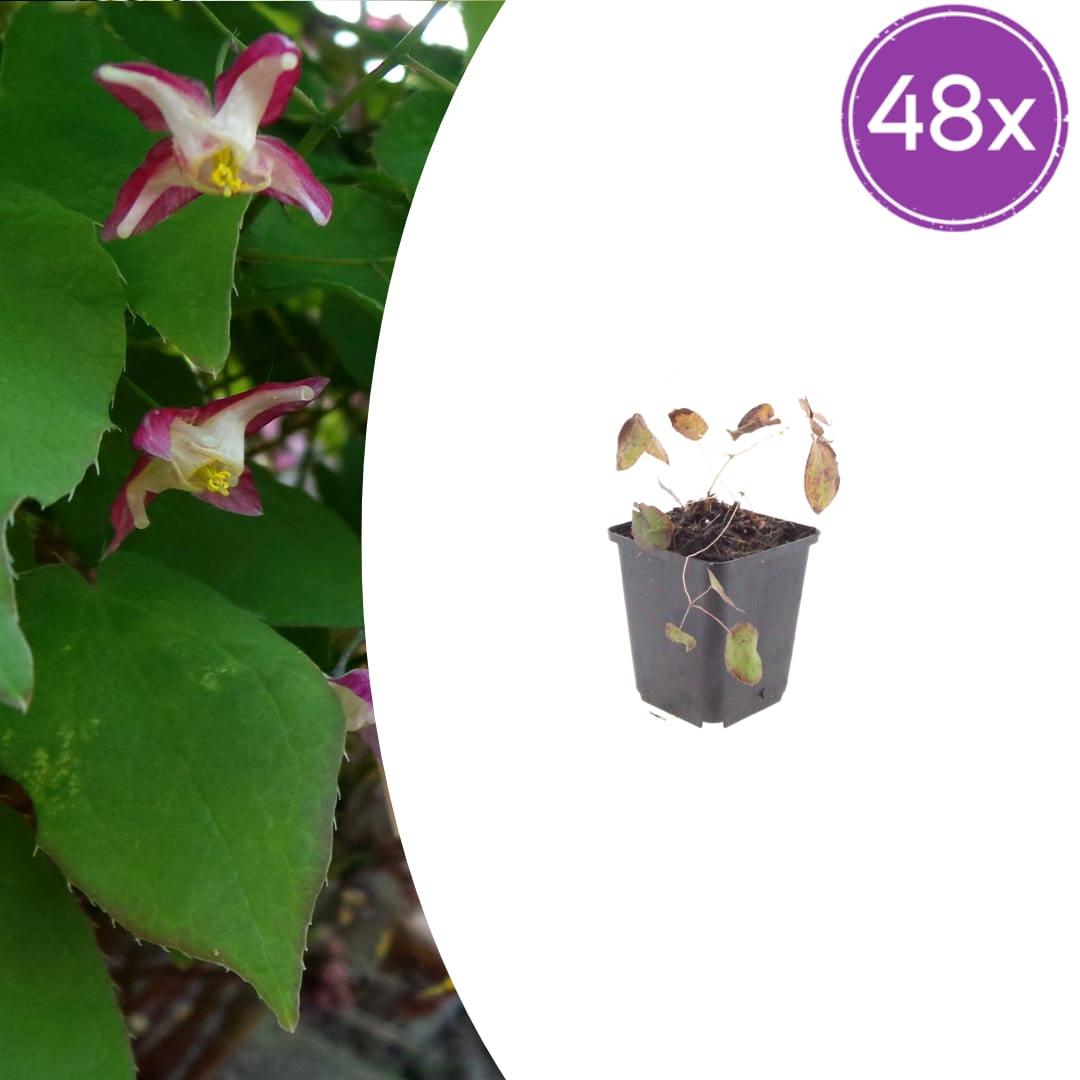 Elfenblume Epimedium rubrum Winterharte Schattenstaude mit rotrosa Blüten Ø9cm 48 Stück