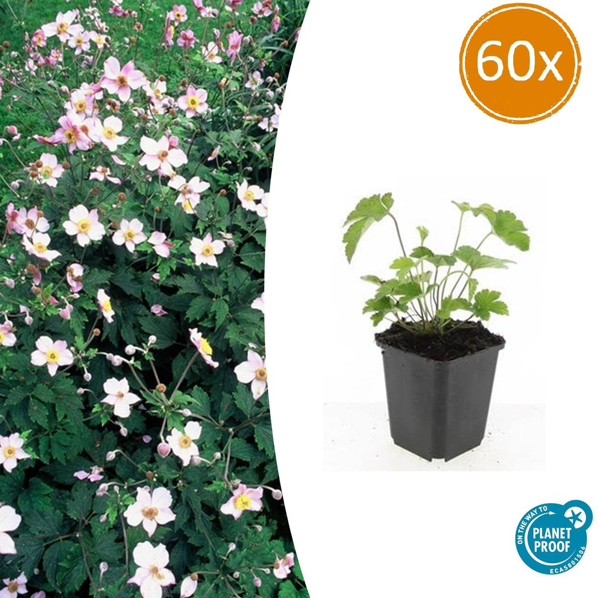 Filzige Herbst-Anemone – Anemone tom. 'Robustissima' – ↕10-25cm – Ø9cm – 60 Pflanzen – Purpurblaue Blüten für Beete & Rabatten – Bienenfreundliche Staude 