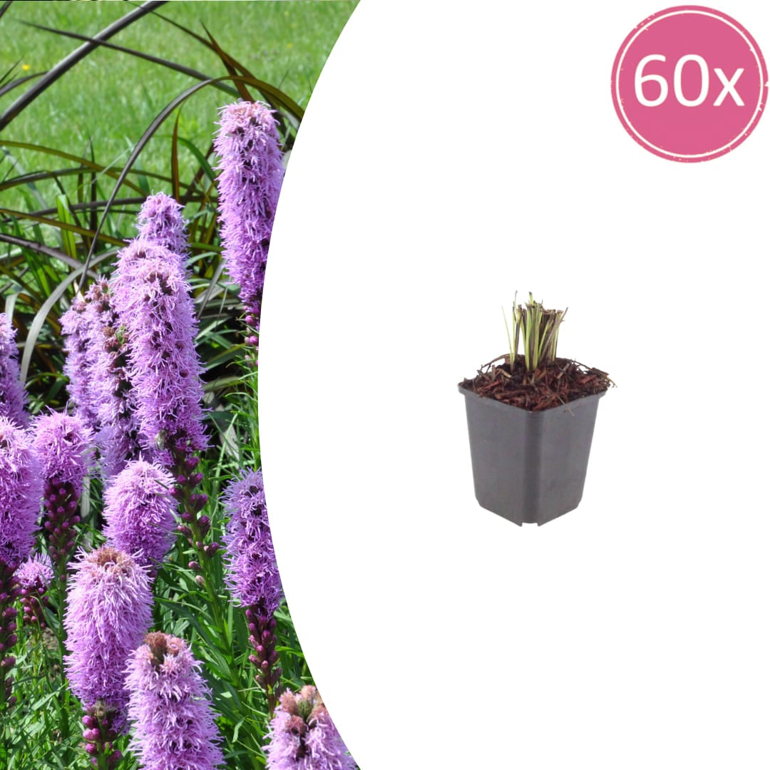 Liatris spicata Prachtscharte Ø9cm 60 Stück