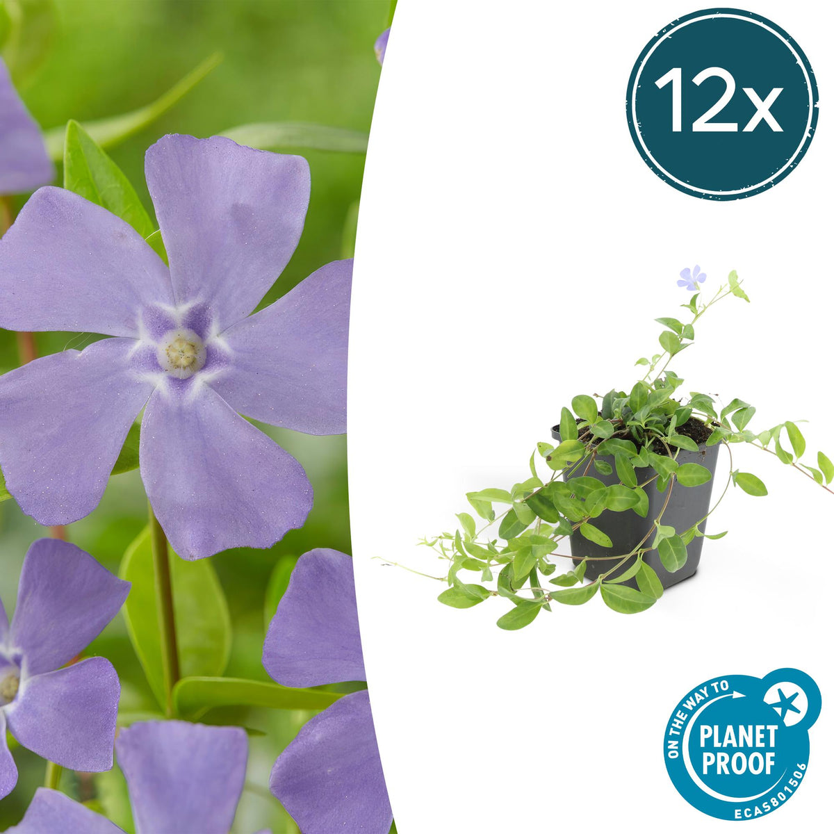 Kleines Garten-Immergrün Vinca minor 'La Grave' – ↕10-25cm – Ø9cm – 12 Pflanzen – Immergrüner Bodendecker mit violetten Blüten – Schattentauglich & pflegeleicht 