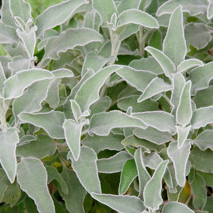 Stachys byzantina – 6 Pflanzen – Ø9cm – Höhe 10-25cm – Winterharte Staude – Silberlaub Bodendecker – Trockenheitsresistent für Beet & Steingarten - Oasis of Life