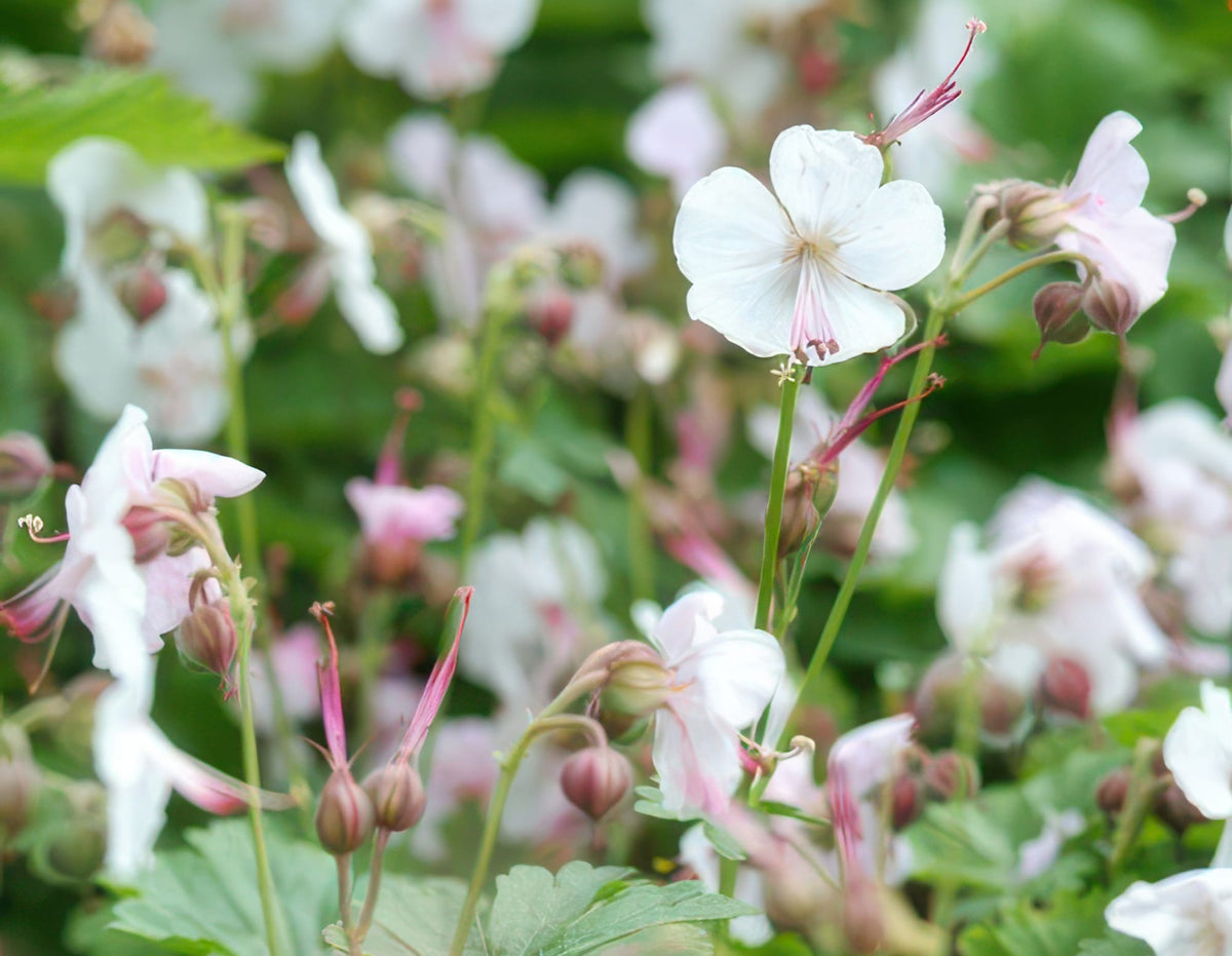 Cambridge Storchschnabel – Geranium cantabrigiense 'Biokovo' – ↕10-25 cm – Ø9 cm – 6 Pflanzen – Weiß-rosa Blüten – Bodendecker – Pflegeleicht – Sonne & Halbschatten 