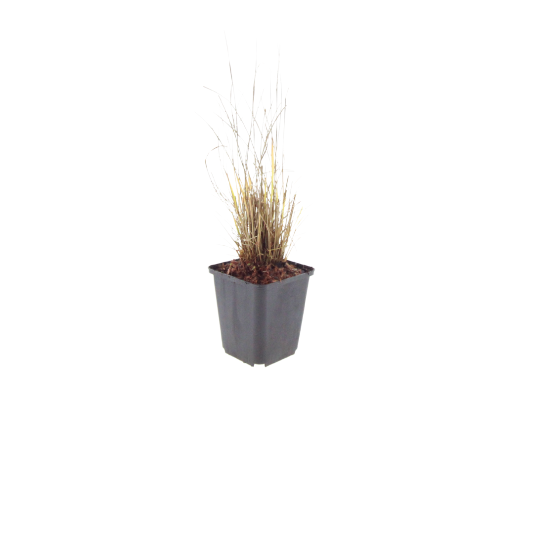 Calamagrostis brachytricha Ø9cm 6 Stück